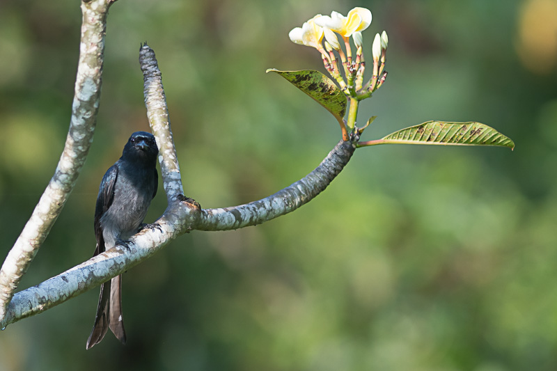 Witbuikdrongo